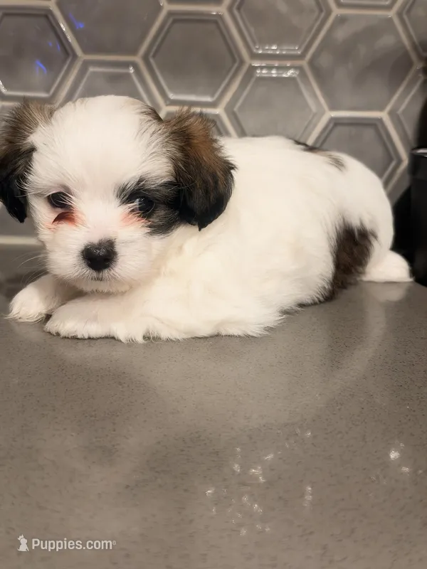 Puppy2 – Mal Shi puppy for sale in Melissa, TX