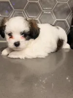 Puppy2, a female Mal Shi for sale in Melissa, TX – 1 of 6
