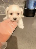 Puppy1, a female Mal Shi for sale in Melissa, TX – 4 of 10