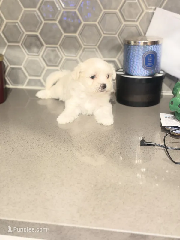 Puppy1 – Mal Shi puppy for sale in Melissa, TX