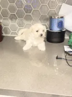 Puppy1, a female Mal Shi for sale in Melissa, TX – 1 of 10