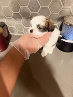 Puppy3, a female Mal Shi for sale in Melissa, TX – 7 of 8
