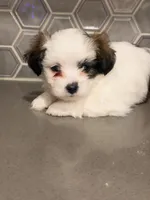 Puppy2, a female Mal Shi for sale in Melissa, TX – 5 of 6