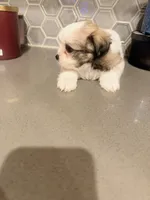 Puppy3, a female Mal Shi for sale in Melissa, TX – 8 of 8