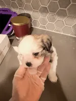 Puppy3, a female Mal Shi for sale in Melissa, TX – 6 of 8