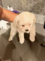 Puppy1, a female Mal Shi for sale in Melissa, TX – 7 of 10