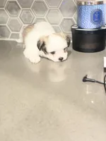 Puppy3, a female Mal Shi for sale in Melissa, TX – 4 of 8