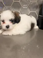Puppy2, a female Mal Shi for sale in Melissa, TX – 3 of 6