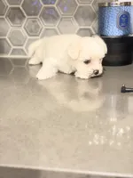 Puppy1, a female Mal Shi for sale in Melissa, TX – 5 of 10
