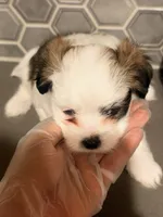 Puppy2, a female Mal Shi for sale in Melissa, TX – 4 of 6