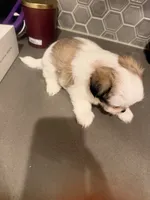 Puppy3, a female Mal Shi for sale in Melissa, TX – 3 of 8