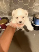 Puppy1, a female Mal Shi for sale in Melissa, TX – 3 of 10