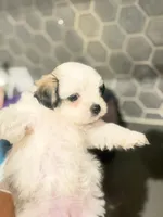 Puppy3, a female Mal Shi for sale in Melissa, TX – 2 of 8