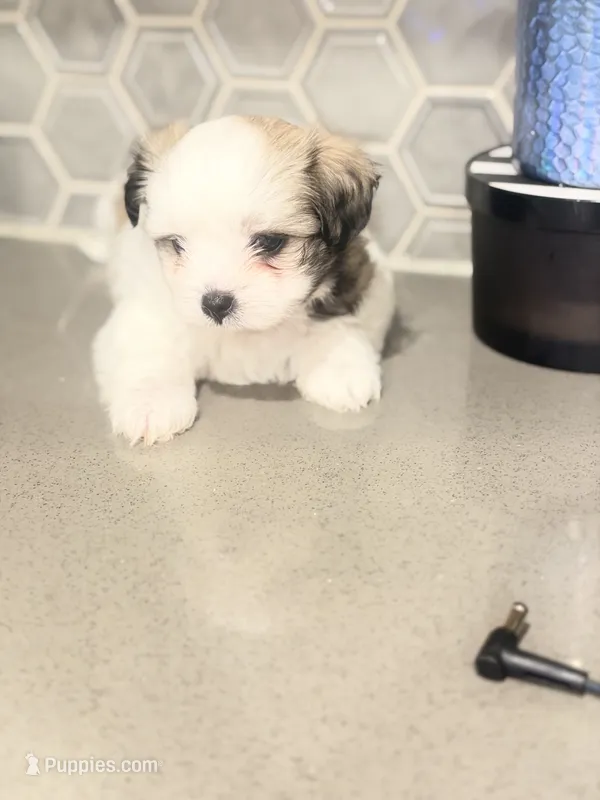 Puppy3 – Mal Shi puppy for sale in Melissa, TX