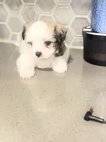 Puppy3, a female Mal Shi for sale in Melissa, TX – 1 of 8
