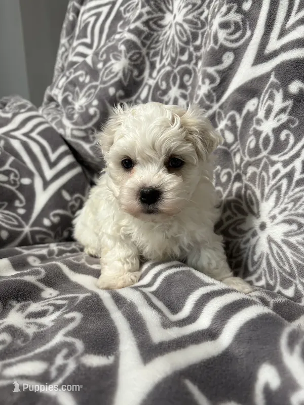 Coconut  – Coton de Tulear puppy for sale in Salem, NJ