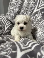 Coconut , a male Coton de Tulear for sale in Salem, NJ – 1 of 1