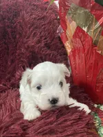 processed/3bee7cfb-8980-4ca8-9c1c-70dc913e9bd5/listing/5a632ccb-33e6-4e9f-a38f-09cf94d70888/ad5bcd0c-0d17-46eb-a97e-9023198064d6