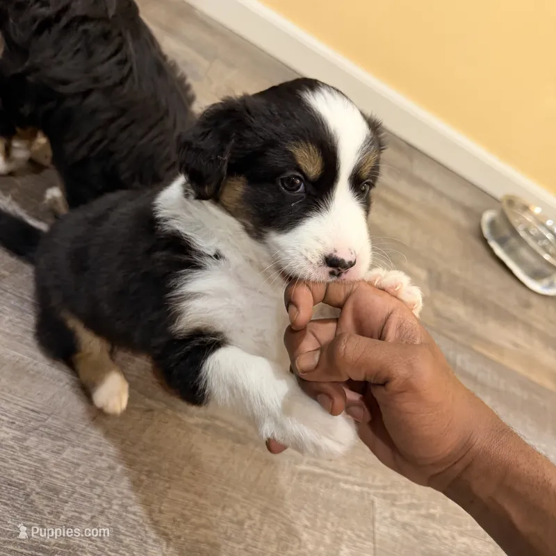 Oreo – Australian Shepherd puppy for sale in Macomb Township, MI
