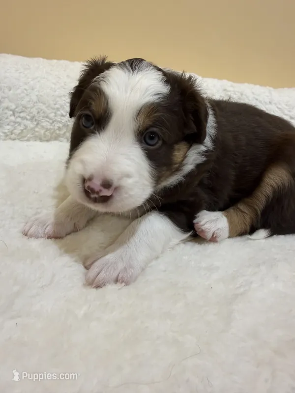 Brownie – Australian Shepherd puppy for sale in Macomb Township, MI