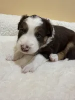 Brownie, a male Australian Shepherd for sale in Macomb Township, MI – 1 of 4
