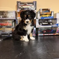 Bear, a male Australian Shepherd for sale in Macomb Township, MI – 3 of 4