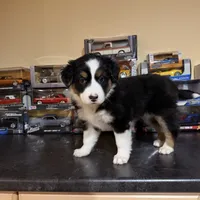 Oreo, a female Australian Shepherd for sale in Macomb Township, MI – 4 of 6