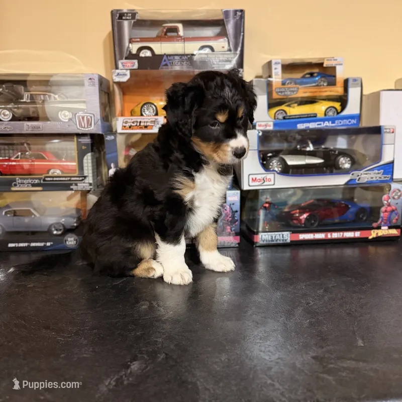 Bear – Australian Shepherd puppy for sale in Macomb Township, MI
