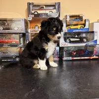 Bear, a male Australian Shepherd for sale in Macomb Township, MI – 1 of 4