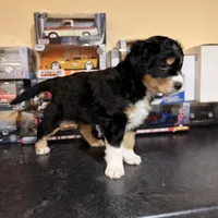 Bear, a male Australian Shepherd for sale in Macomb Township, MI – 4 of 4