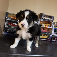 Oreo, a female Australian Shepherd for sale in Macomb Township, MI – 3 of 6