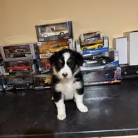 Oreo, a female Australian Shepherd for sale in Macomb Township, MI – 5 of 6
