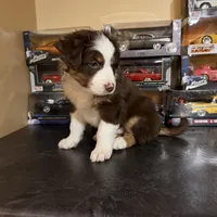 Brownie, a male Australian Shepherd for sale in Macomb Township, MI – 2 of 4