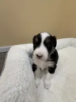 Oreo, a female Australian Shepherd for sale in Macomb Township, MI – 2 of 6
