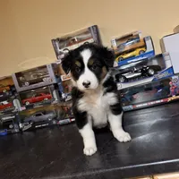 Oreo, a female Australian Shepherd for sale in Macomb Township, MI – 6 of 6