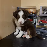 Brownie, a male Australian Shepherd for sale in Macomb Township, MI – 3 of 4