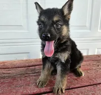 blaze, a male German Shepherd Dog for sale in Grabill, IN – 4 of 9