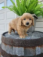 hank, a male Goldendoodle for sale in Grabill, IN – 3 of 9