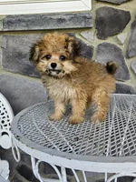 sally, a female Poodle - Toy  for sale in Grabill, IN – 3 of 10