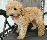 ace, a male Miniature Goldendoodle for sale in Grabill, IN – 4 of 8