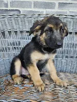 Rocky, a male German Shepherd Dog for sale in Grabill, IN – 8 of 9