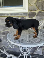 Tina, a female Cavalier King Charles Spaniel for sale in Grabill, IN – 8 of 10