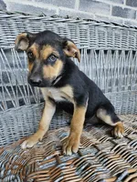Lance, a male German Shepherd Dog for sale in Grabill, IN – 6 of 8