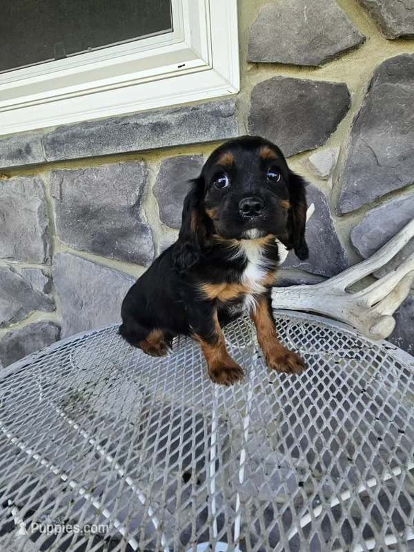 Tina – Cavalier King Charles Spaniel puppy for sale in Grabill, IN