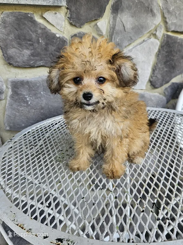 sally – Poodle - Toy  puppy for sale in Grabill, IN