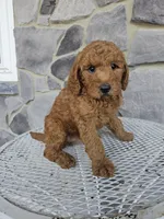 Ethan, a male Miniature Goldendoodle for sale in Grabill, IN – 4 of 10