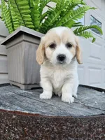 Kevin, a male Miniature Goldendoodle for sale in Grabill, IN – 4 of 10