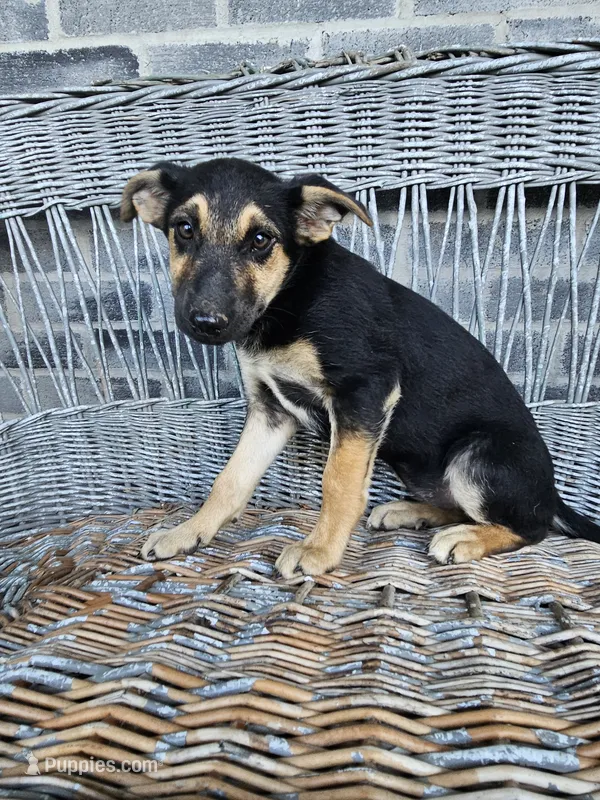 Sarah – German Shepherd Dog puppy for sale in Grabill, IN