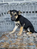 Sarah, a female German Shepherd Dog for sale in Grabill, IN – 1 of 7