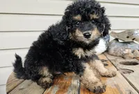 ace, a male Poodle - Toy  for sale in Grabill, IN – 9 of 10